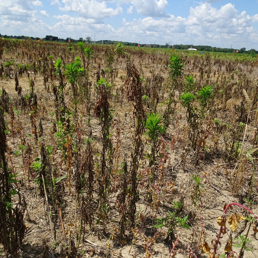 Horseweed control 3